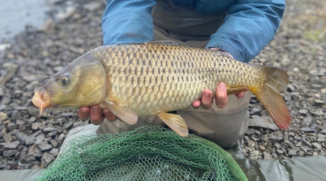 Pant y Llyn carp - CT from Cardiff